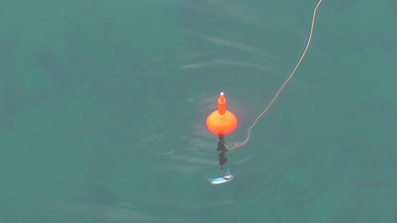 人口は少ないが魚は多い和歌山南紀の春はサビキ釣りのシーズン 釣太郎ブログ 人口は少ないが魚は多い和歌山南紀の春はサビキ釣りのシーズン 釣太郎ブログ