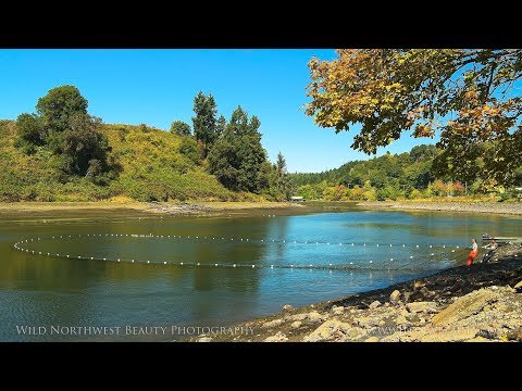 Harvesting Salmon: The Puyallup Tribe (4K)