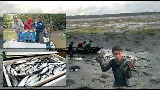 Download Lagu Panen ikan bandeng di tambak tradisional MP3