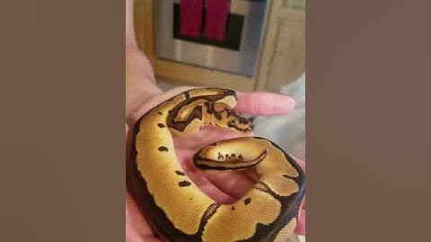 Unboxing my Clown Ball Python 2018