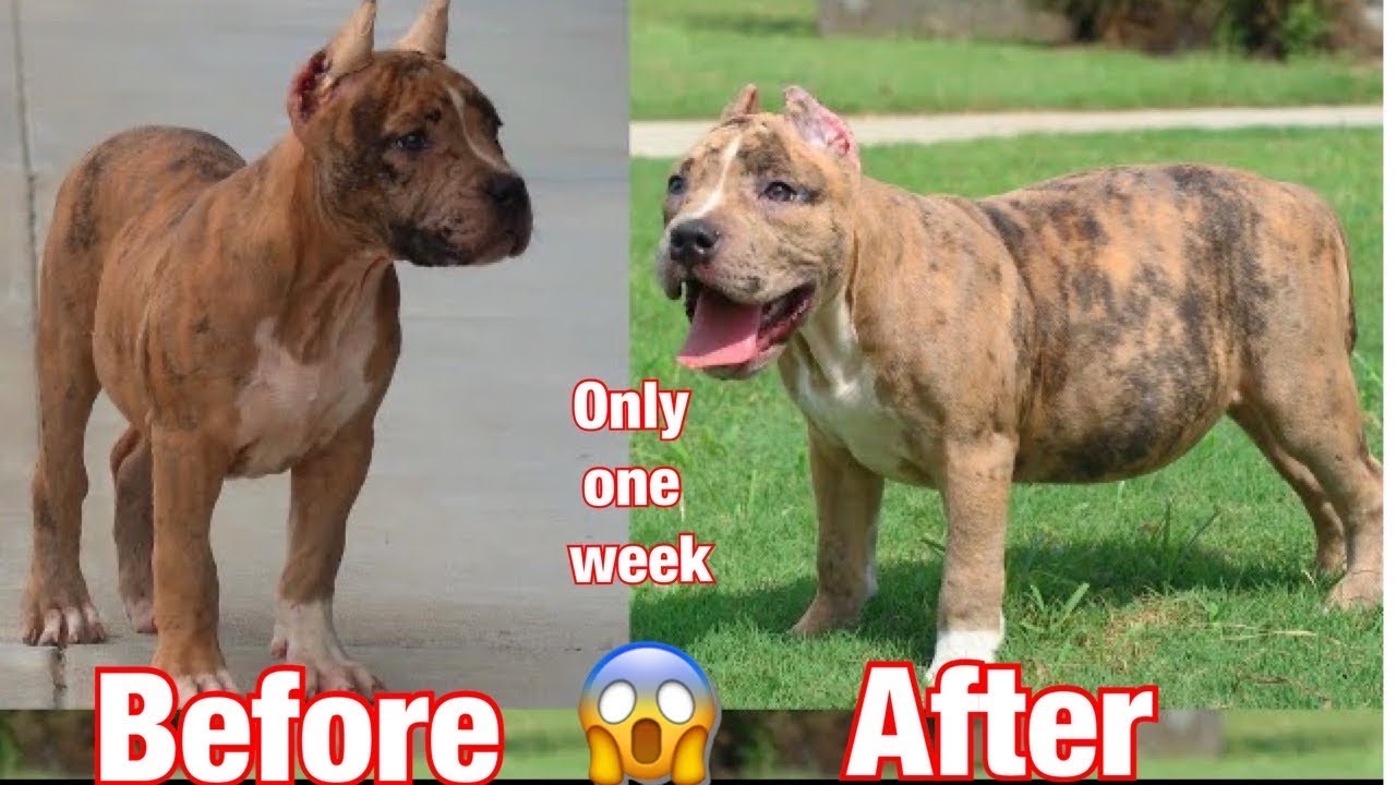 American bully weight gain