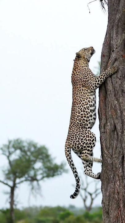 Leopard's Unbelievable Tree Climb!