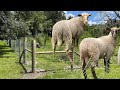 AUG 1, 2021- NEW Garden Fences + Florida Cracker Sheep!