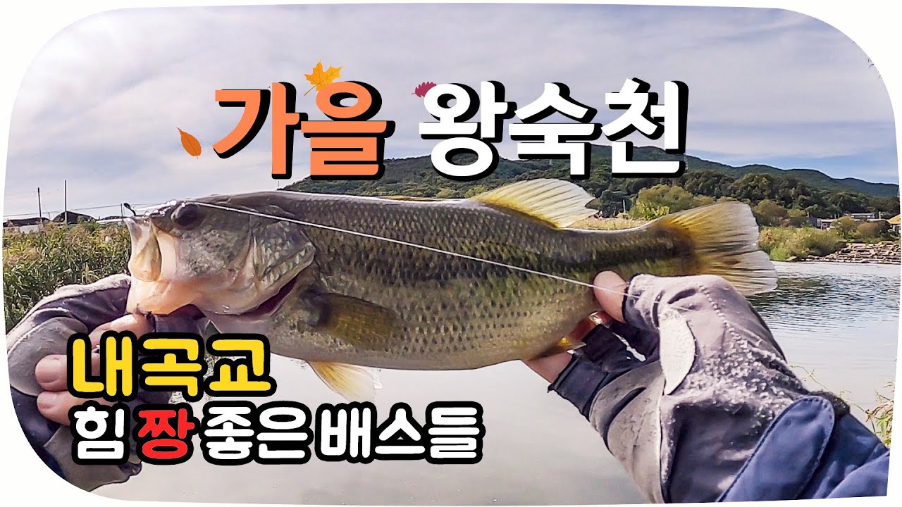 [INTJ가 배스낚시하는 법] 왕숙천 내곡교? 헬곡교? 가을 배스 수도권에서.. faet 뱀 조심