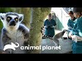 Os lêmures machos se mudam para Madagascar | A Família Irwin | Animal Planet Brasil