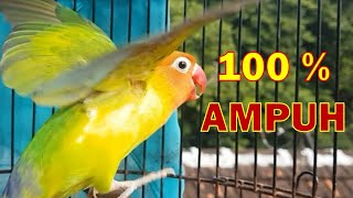 Pancingan Lovebird PAGI HARI jadikan lovebird manapun auto NYAUT GACOR dan NGETIK NGEKEK