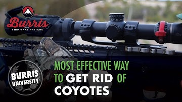 The Most Effective Way to Get Rid of Coyotes