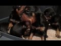 Miniature Pinscher puppies at 23 days old.