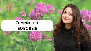 Семейство бобовые. Краткая характеристика