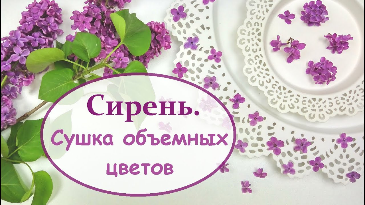 Сушка цветов солью Сушка цветов солью