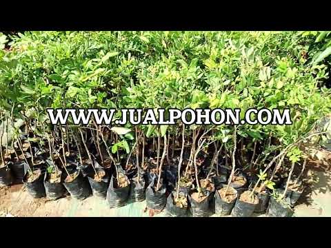 Mulai Berkebun dengan Bibit Kelengkeng Pingpong Unggul!