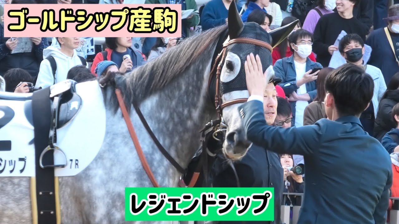 ゴールドシップ産駒】みんなになでなでされて、まんざらでもなさそうな