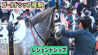 ゴールドシップ産駒】みんなになでなでされて、まんざらでもなさそうな