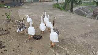 Ducks janapaw