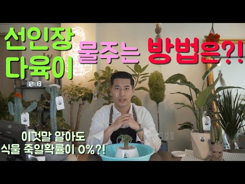 식물 물주는 방법은?(다육이, 선인장 물주는법 / 이것만 알아도 식물죽일확률 0%?!)