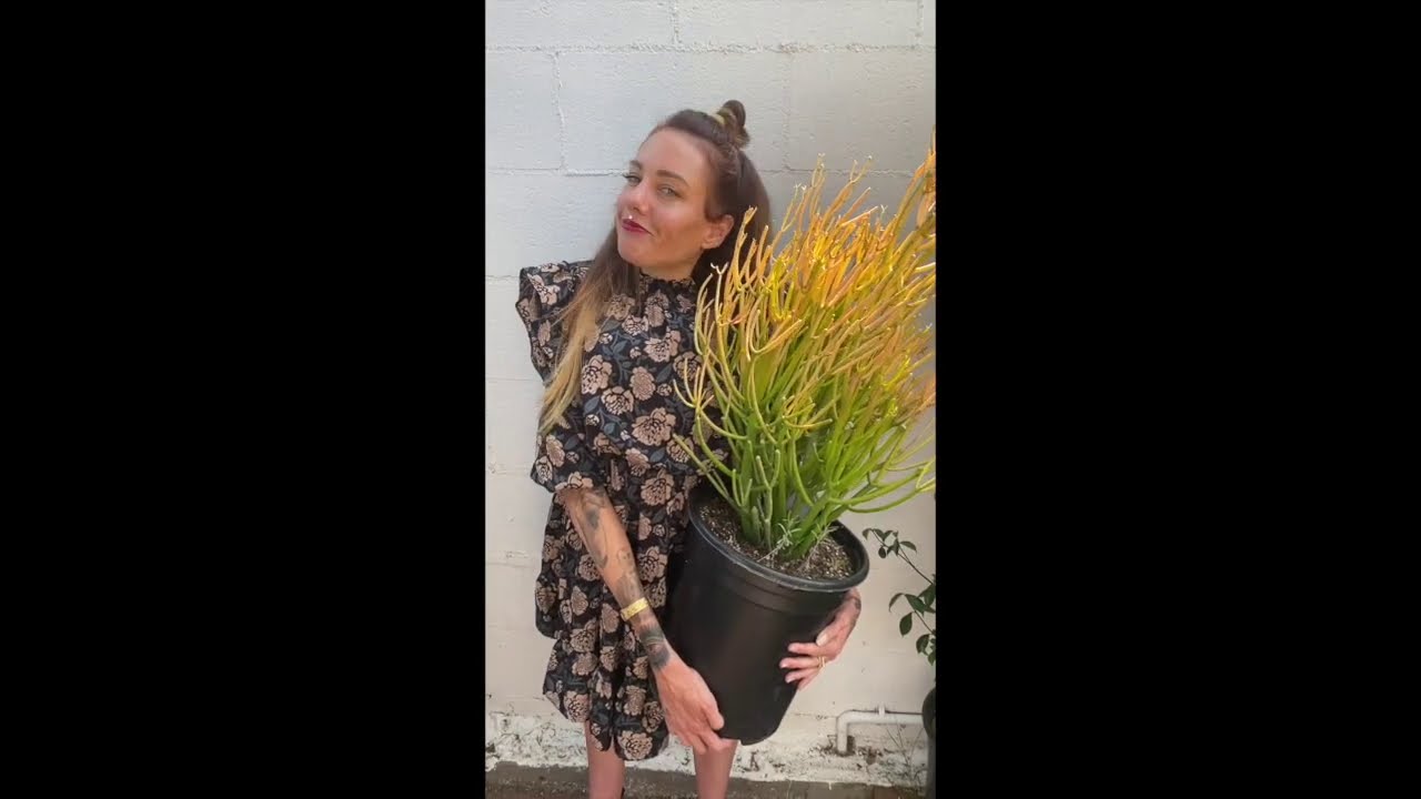 Finest Make Rare Snake Plant Varieties You'll Learn This Yr (in 2022)