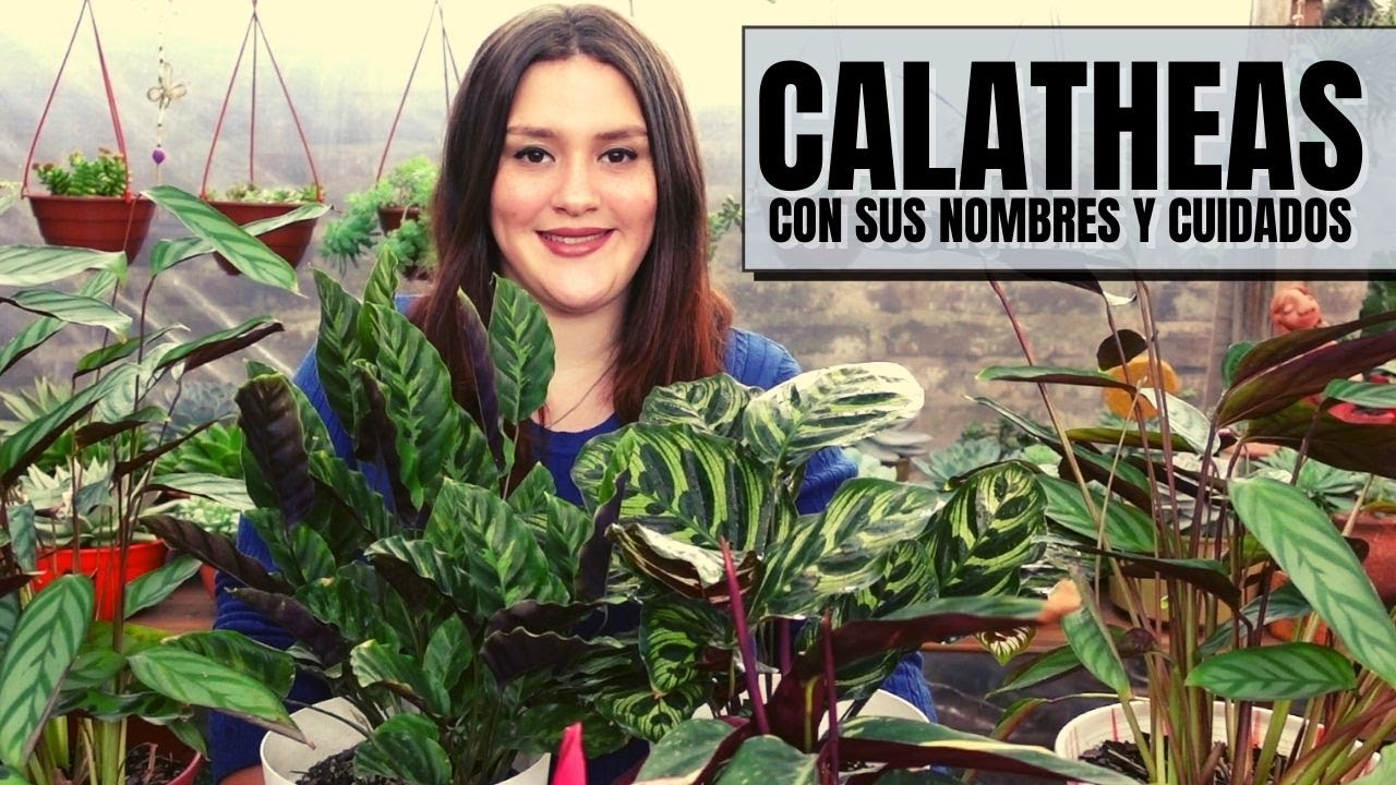 Calatheas - explosión de colores para el interior de tu hogar