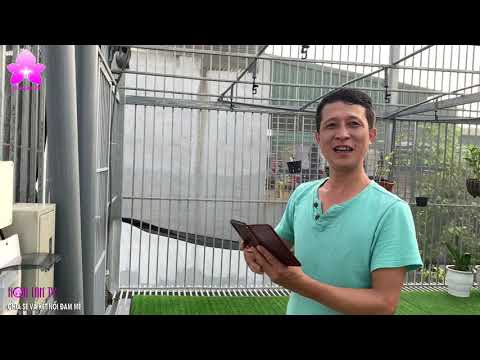 Vườn Lan Sân Thượng Giữa Hà Thành Tự Thiết Kế Ứng Dụng Công Nghệ 4.0 @HOALAN4U | Foci