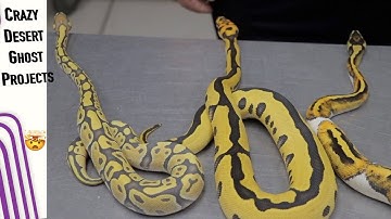 BRAND NEW Double Recessive Desert Ghost Combo’s || DG Pied, DG Clown & DG Hypo!!