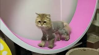 Exercise Wheel For Cats - Cats Funny Compilation -  Part 3