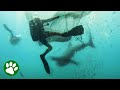 Three massive whale sharks trapped in net