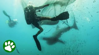 Three massive whale sharks trapped in net