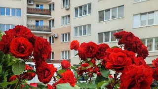картинка: Ровно месяц мы  в Калининграде! Как перевезти маму с деменцией на самолёте.