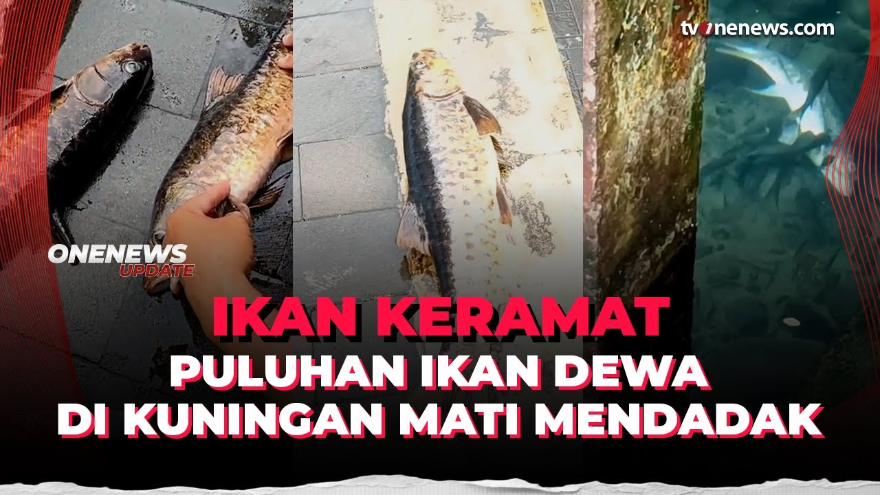 Viral, Puluhan Ikan Keramat di Kuningan Jabar Mati Mendadak | OneNews Update