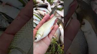 Raho Fish Farming #fishing #aquaculture #fishfarming #fishculture #biofloc #carpfishing #seafood