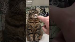 Cute Funny Animals Tiktok Animals Compilation Ep 7 Letswatch