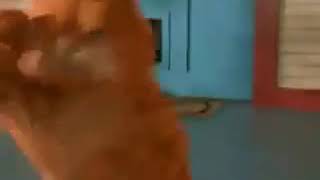 Garfield - Böğrüme Vurdular Boğrüm Ağrıyor