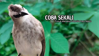 Download Lagu Trucukan GACOR ngalas ROPEL PANJANG suara alam AMPUH buat pancingan jadikan trucuk Gacor GARUDA MP3 Download Lagu Trucukan GACOR ngalas ROPEL PANJANG suara alam AMPUH buat pancingan jadikan trucuk Gacor GARUDA MP3