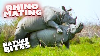 Rhino Mating Struggle: A Challenging Encounter | Nature Bites