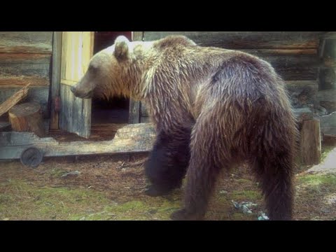 🐻/ МЕДВЕДЬ в ЯРОСТИ/ разгромил избушку охотника/Случай в тайге/
