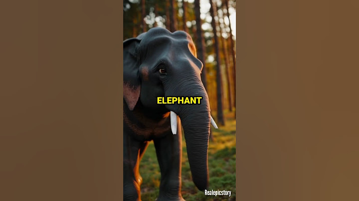 The Elephant Who Waited 🐘 | A True Story of Loyalty & Love #bedtimestory