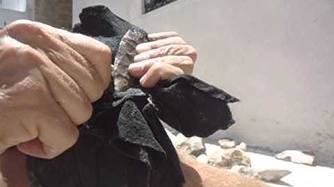 Cut Tine Tip Indirect Percussion Flaker Technology Arrowheadology