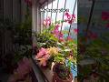 #trendingshorts #balconydecor #balconygarden #balcony #indoorplants #houseplants #reels #plants