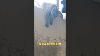 Black Dog Nd Parsian Cat Short Video Song
