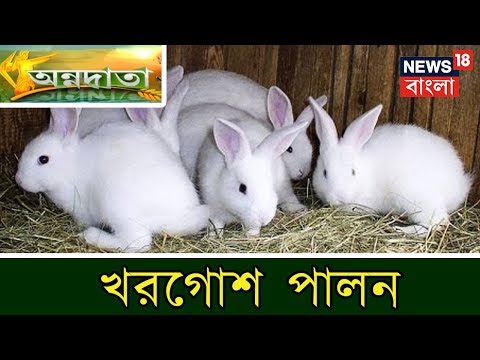 ভিডিও: শৈল্পিক কুকুর কাটিয়ে ওঠার 4 টি উপায়