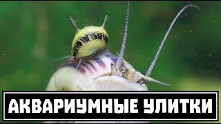 Аквариумные улитки. Большой обзор основных видов. Часть 1 из 2. // Clever Cricket