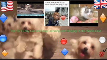 Top 10/ Funny Cat and Dog/ Dancing and Singing/ in the World USA