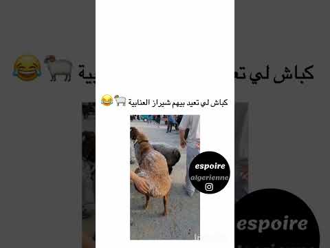الكبش لي تعيد بيه وردة شارلومونتي و شيراز العنابية وردة شارلومانتي شيراز