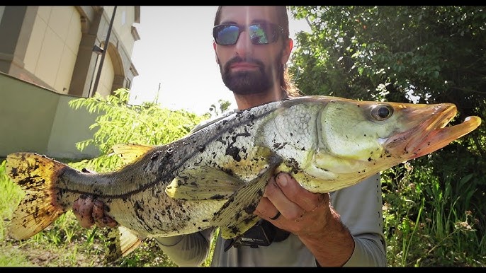 The Top 5 Snook Baits of ALL TIME 