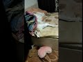 Забава поет гимн России 