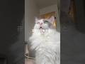 夜勤明けの限界看護師と猫の日常