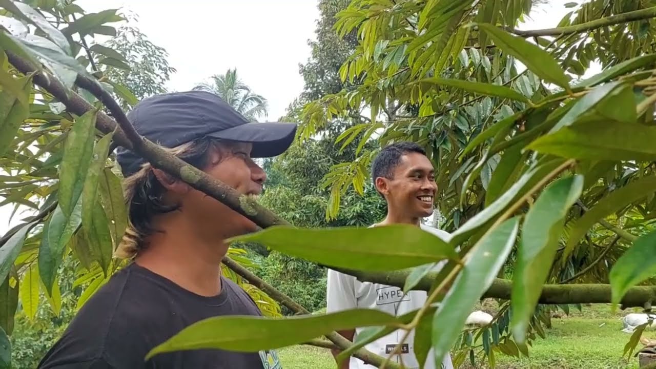 BEGINI AKIBATNYA JIKA TAKUT PRUNING PADA POHON DURIAN || @bolangagromalang #kebundurian #pruning