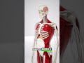 Human Anatomy organs, Bones, Viscera. #medical #medicaleducation #3danimation