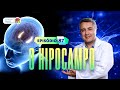 O hipocampo  ep 87