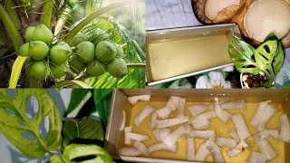 সহজ রেসিপিতে ডাবের পুডিং | Daber pudding | Refreshing food | iftar item | viral | recipe by TI Timu 21 views 1 month ago 2 minutes, 38 seconds
