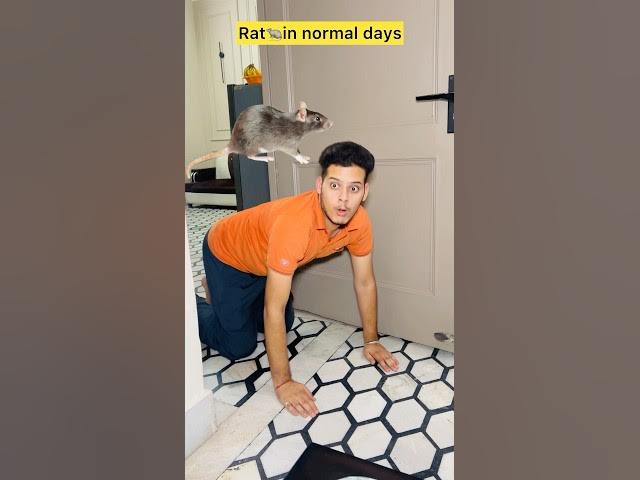Rats in normal days v/s ganesh chaturthi 🤣 #comedy #funny #funnyvideo #comedyvideo